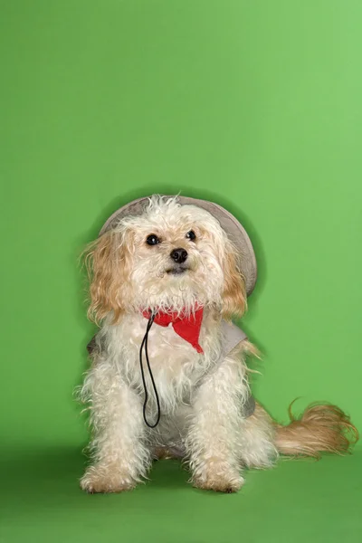 Χνουδάτος μικρή σκύλοs σε σαφάρι στολή. — Φωτογραφία Αρχείου