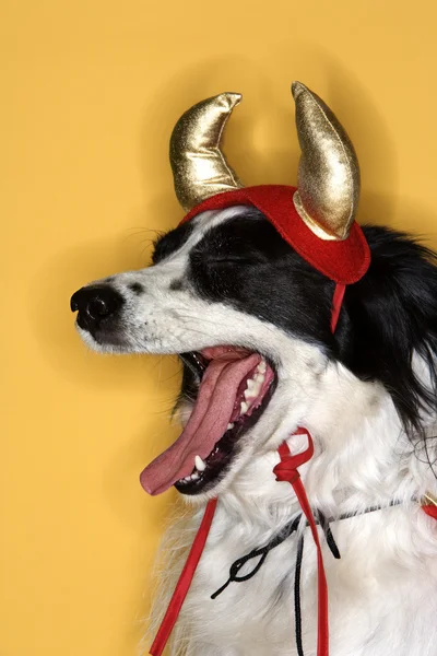 Border Collie in Devil costume. — Stock Photo, Image