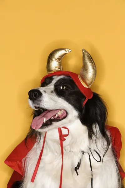 Border Collie en costume de diable . — Photo
