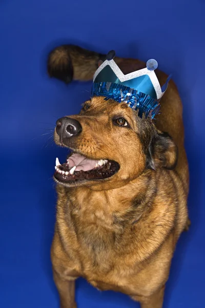 Mixed breed dog wearing crown. — Stock Photo, Image