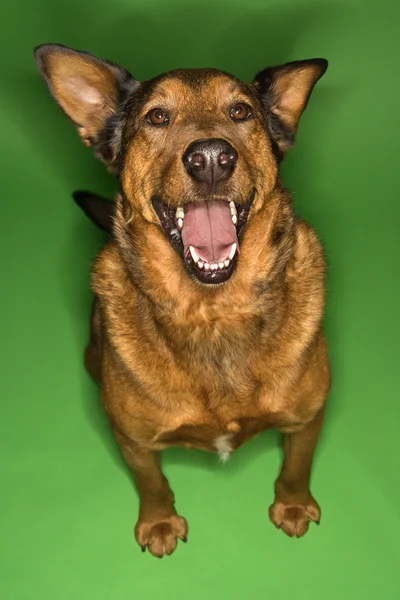 Boldog aranyos barna kutya. — Stock Fotó