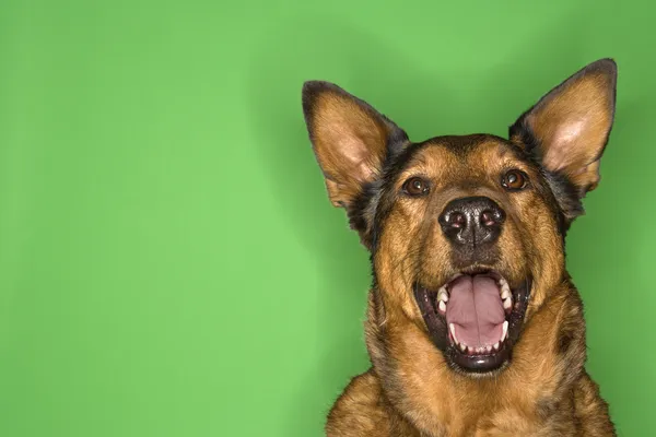 Šťastný a výstrah hnědý pes. — Stock fotografie