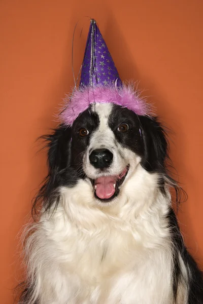 Kutya viselése party kalap. — Stock Fotó
