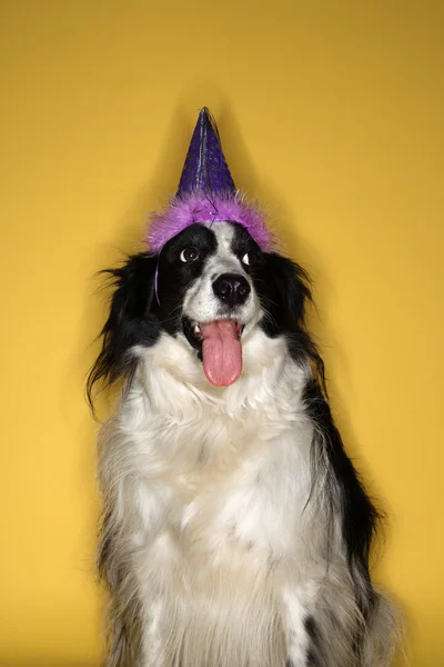 Hund bär part hatt. — Stockfoto