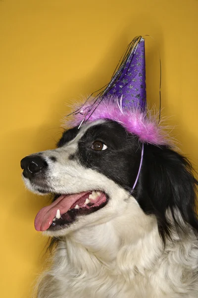 Cão usando chapéu de festa . — Fotografia de Stock