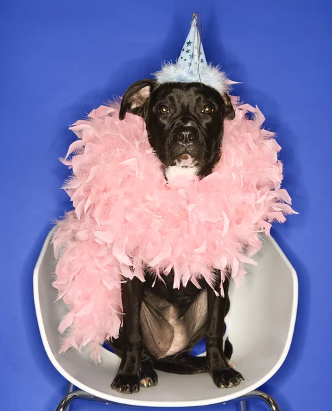 Dog in party hat and feather boa. — Stock Photo, Image