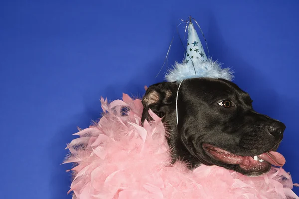 Hond in feest hoed en feather boa. — Stockfoto
