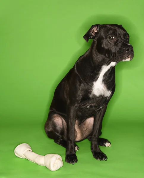 Hond met grote rawhide bot. — Stockfoto