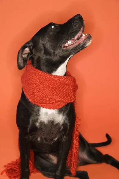 Hund sitzt mit Schal. — Stockfoto