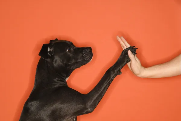 Dog giving woman high five. — Stock Photo, Image