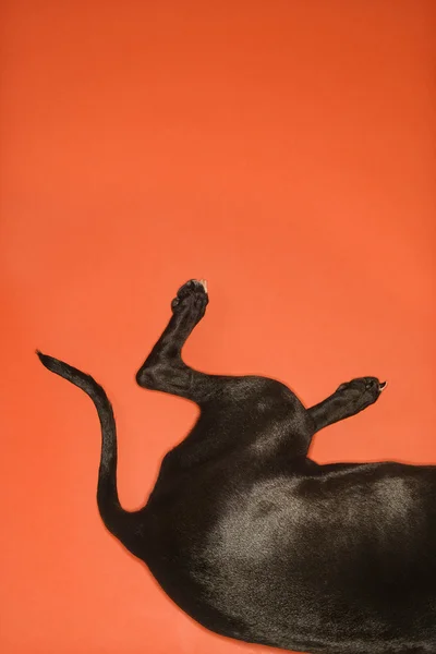Μαύρο σκυλί οπισθίων τεταρτημορίων. — Φωτογραφία Αρχείου