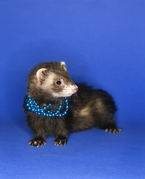 Ferret på blå bär halsband. — Stockfoto
