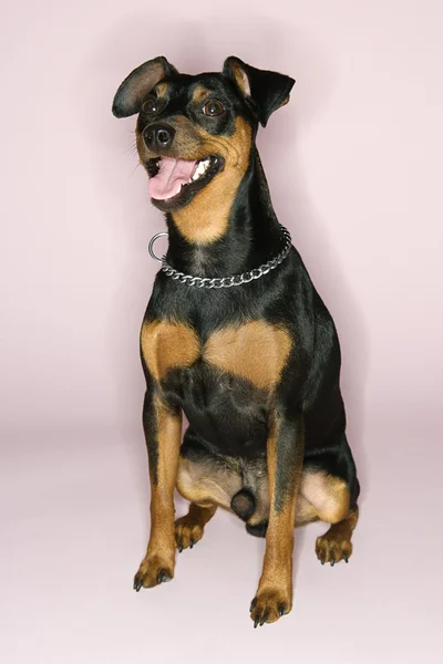 Porträt eines kleinen Pinscherhundes. — Stockfoto