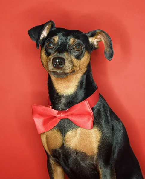 Miniature Pinscher dog with bowtie. — Stock Photo, Image