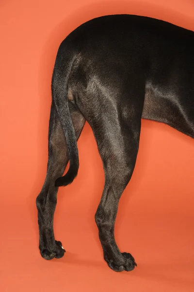 Negro perro cuartos traseros . Fotos de stock libres de derechos