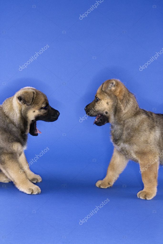 What Does Blue Dog Mean