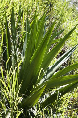 yucca bitkisinin tatlı.