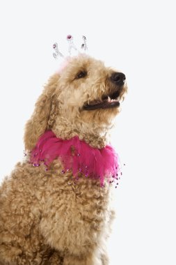 kostüm giyen goldendoodle köpek.