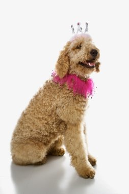 kostüm giyen goldendoodle köpek.