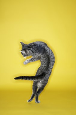 Gray cat twisting in air. clipart