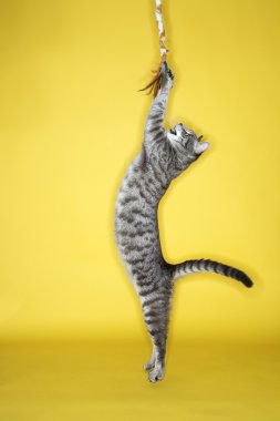 Gray cat jumping attacking toy. clipart