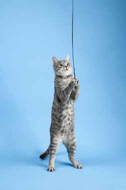 Cat playing with string. clipart