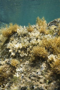 Maui sualtı deniz bitki örtüsü.