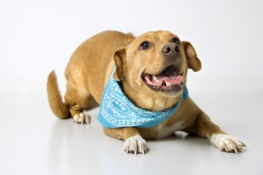 Playful dog wearing bandana. clipart