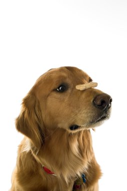 Dog balancing treat on nose. clipart