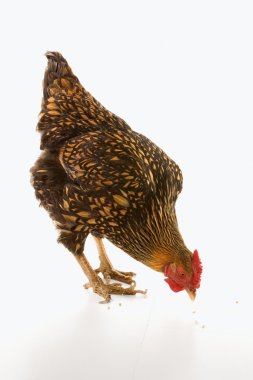 Golden Laced Wyandotte chicken pecking. clipart