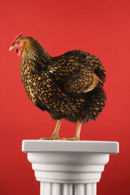 Chicken standing on column. clipart