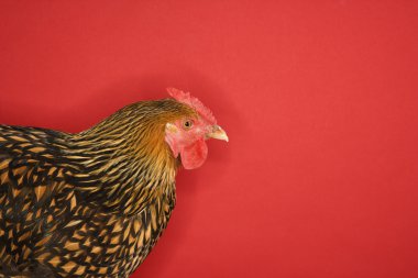 Pretty chicken against red background. clipart