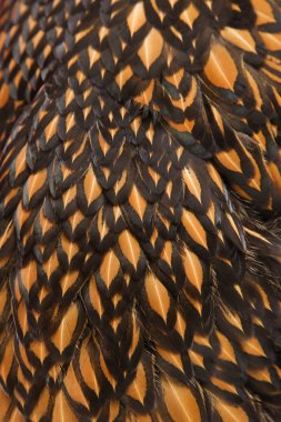 Golden Laced Wyandotte chicken feathers. clipart