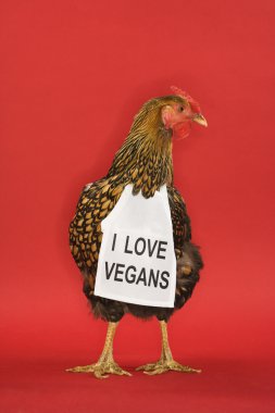 Chicken wearing funny vegan sign. clipart