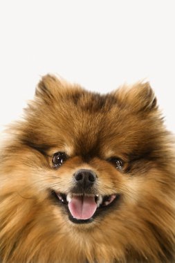 Pomeranian köpek portre.