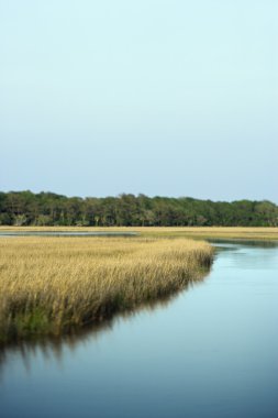 Marsh coastal landscape. clipart