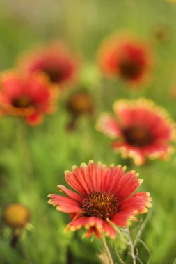 Red and yellow flowers growing wild. clipart