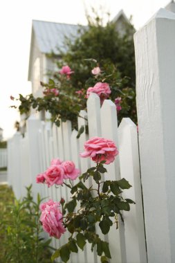 Pink roses growing by picket fence. clipart