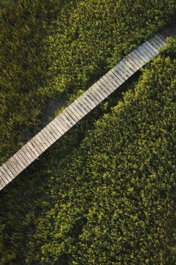 Boardwalk bataklık üzerinde.