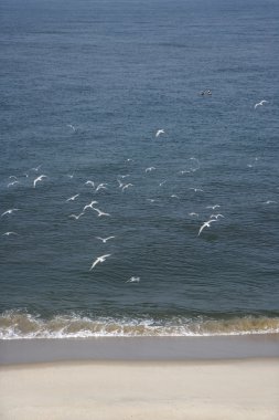 Seagulls flying at beach. clipart