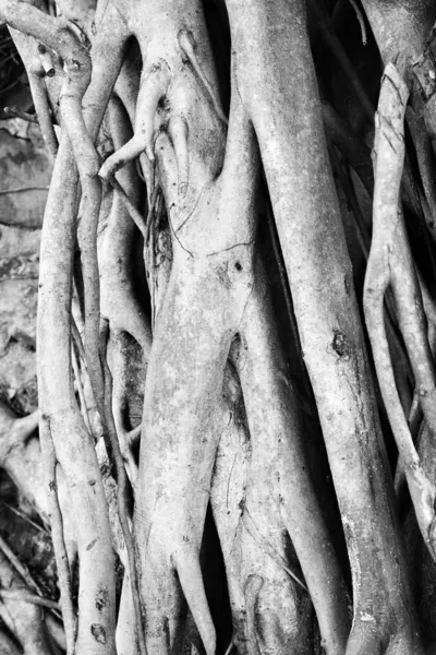 반얀 나무 뿌리. — 스톡 사진
