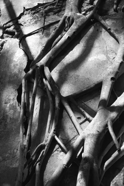Raízes de banyan tree . — Fotografia de Stock