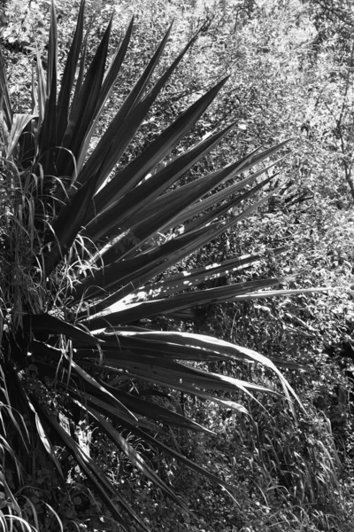黑色和白色丝兰植物. — 图库照片