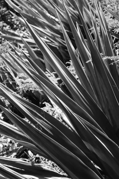 stock image Black and white of yucca plant.