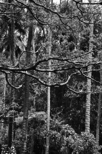 林中的树木在毛伊岛. — 图库照片