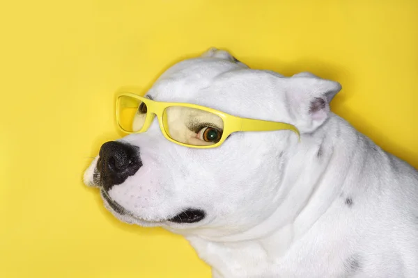 Cão branco usando óculos amarelos . — Fotografia de Stock