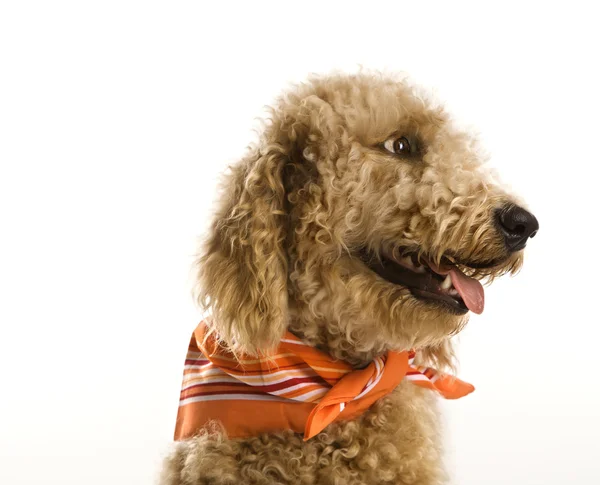 Cão Goldendoodle vestindo bandana . — Fotografia de Stock