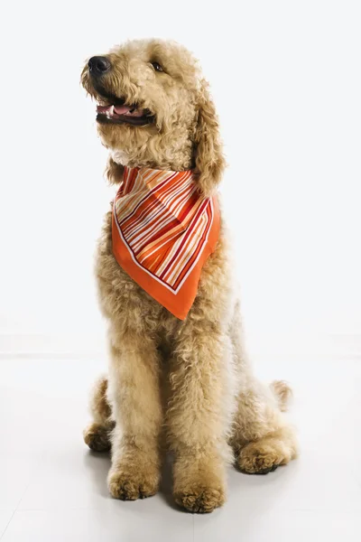 Goldendoodle 개 입고 두건. — 스톡 사진