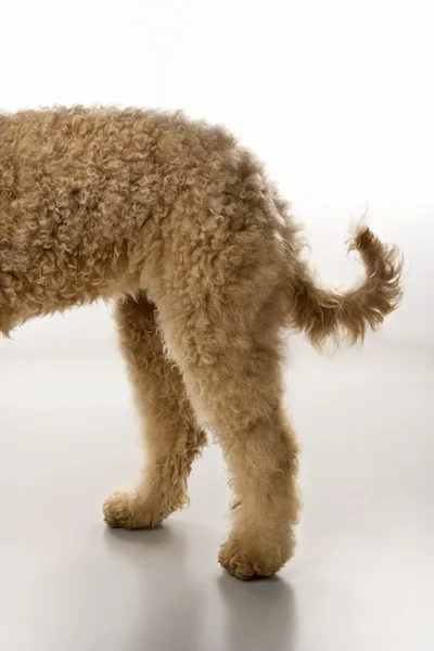 Quarti posteriori di cane Goldendoodle . — Foto Stock