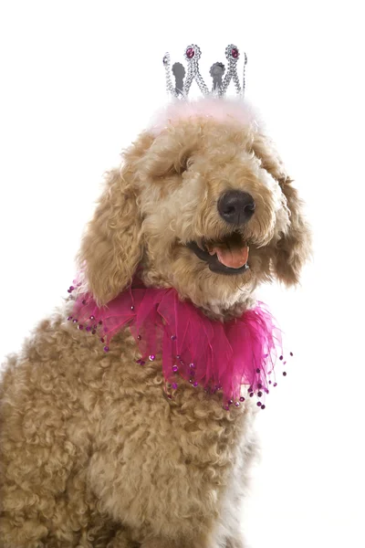 Goldendoodle cão vestindo traje . — Fotografia de Stock
